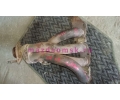   LF L3 LW /